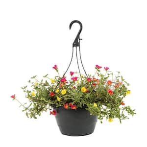 1.25 Gal. Portulaca Orange, Red, Yellow Swirl Hanging Basket Annual Plant (1-Pack)