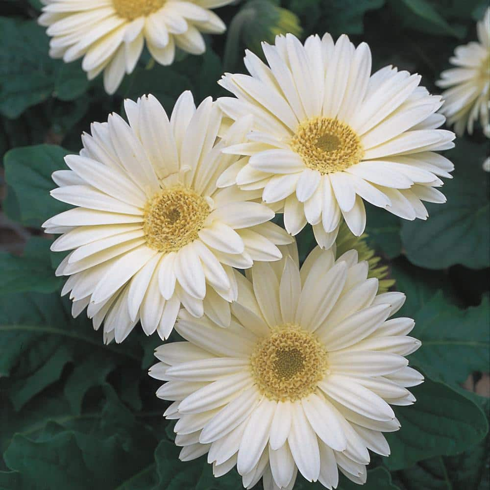 10 in. White Transvaal Daisy Plant 90518 - The Home Depot