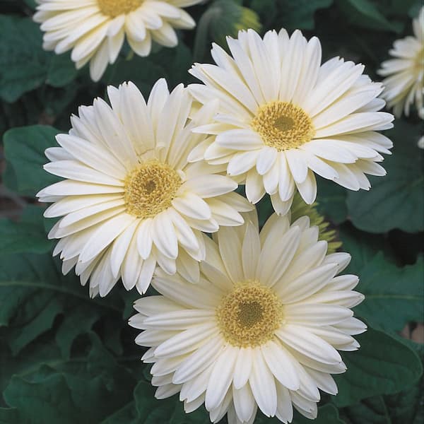 Vigoro 1.71 Pint White Transvaal Daisy Plant 90518 - The Home Depot