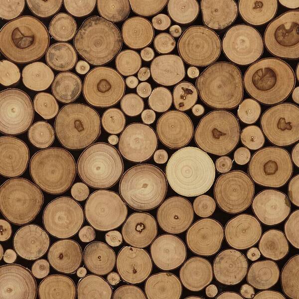 Luxury Quality 20 in. x 30 in. Natural Wood Slice Mosaic