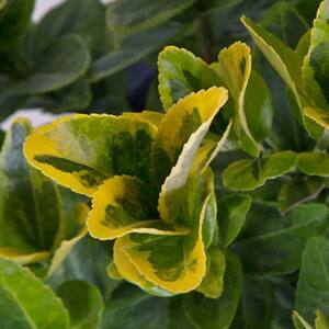 3 Gal. Golden Euonymus, Live Evergreen Shrub, Green and Gold Variegated Foliage