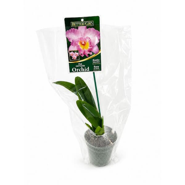 Cattleya Orchid 4 in. Package