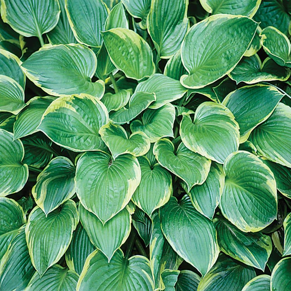 #1 Tokudama Flavocircinalis White Variegated Hosta Plant 1889 - The ...