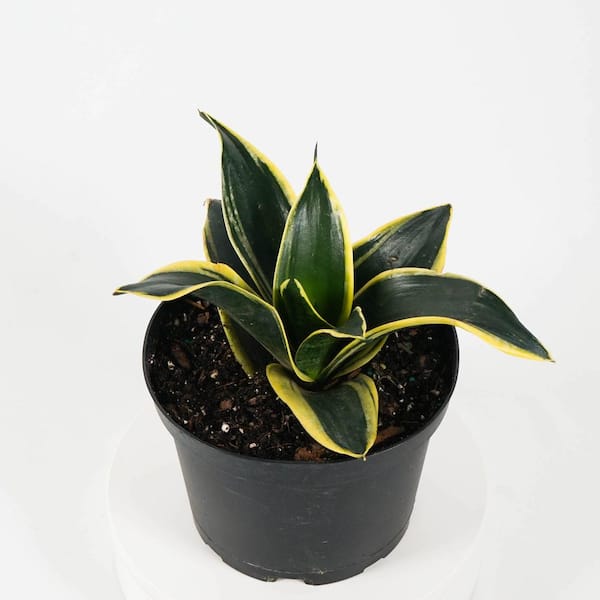Tropicalplants Com Black Gold Snake Plant Sansevieria Trifasciata Live Plant In 6 In Decorative White Ribbed Planter Anfsanblckwrp06 The Home Depot