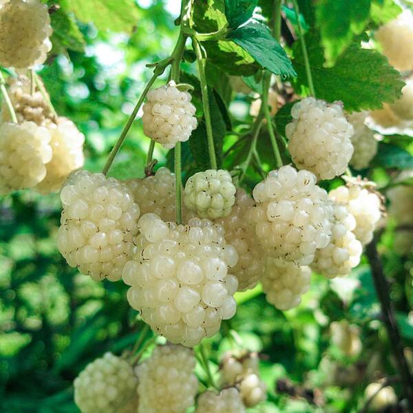 Gurney's 4 in. Pot Polar Berry Blackberry (Rubus) White Flowers to White Fruits Live Deciduous Plant (1-Pack)