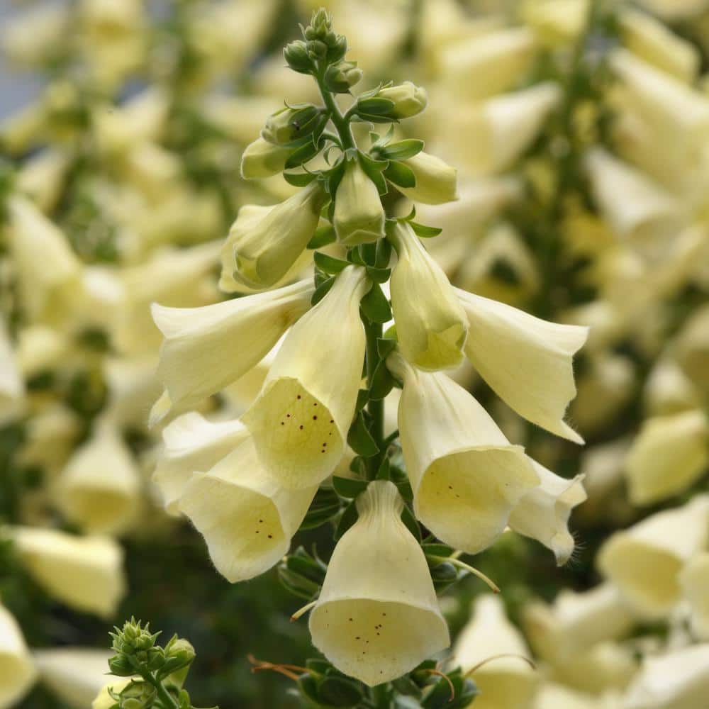 national-plant-network-