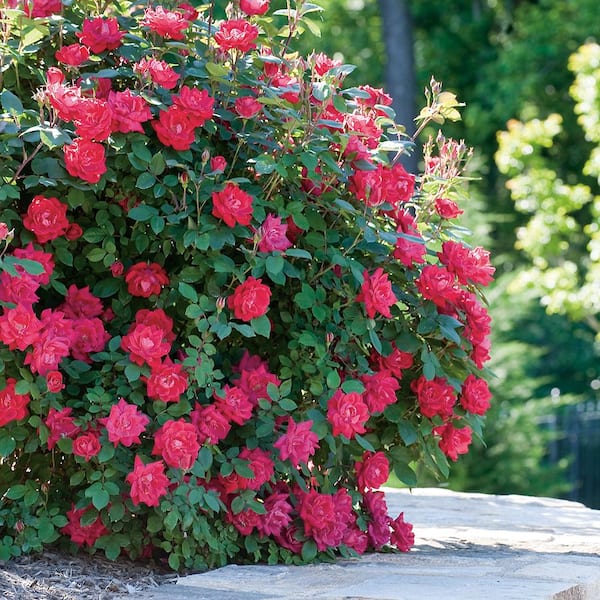 2 Gal. Red Double Knock Out Rose Bush with Red Flowers