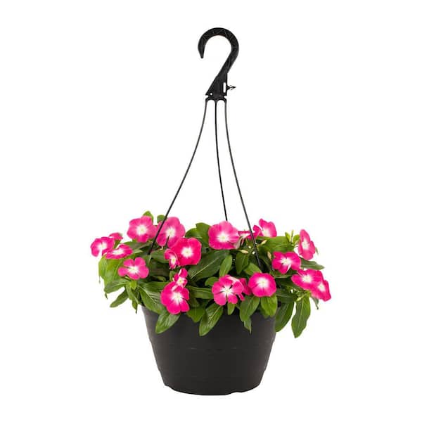METROLINA GREENHOUSES 1.25 Gal. Vinca Catharanthus Pink Swirl Hanging Basket Annual Plant (1-Pack)