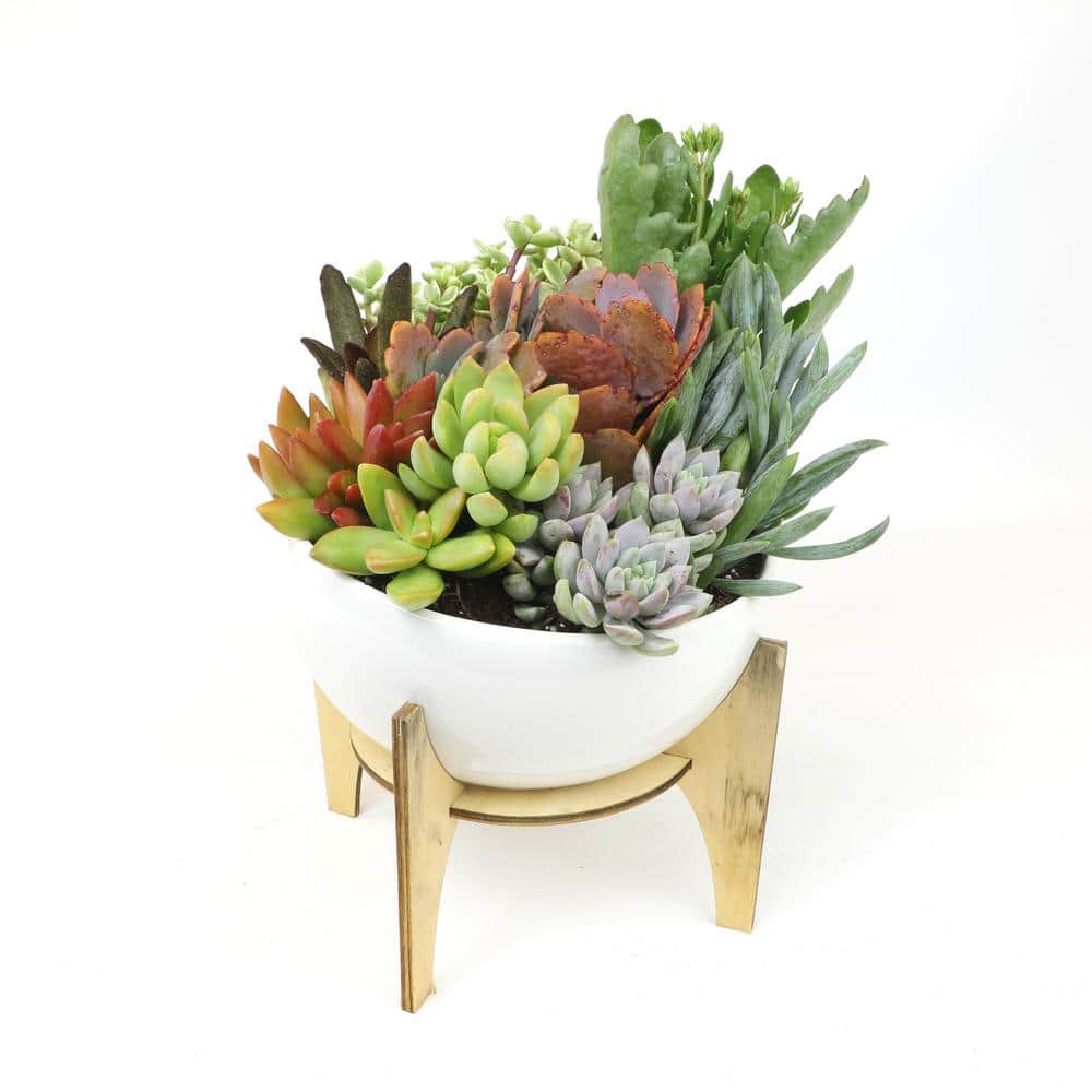 Senecio Blue Chalk Sticks Succulent in Plastic Planter