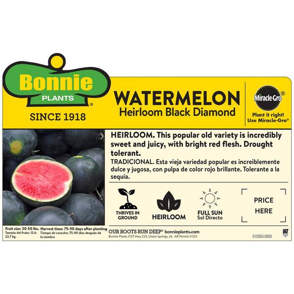 Bonnie Plants 19 3 Oz Black Diamond Watermelon Plant 4106 The Home Depot