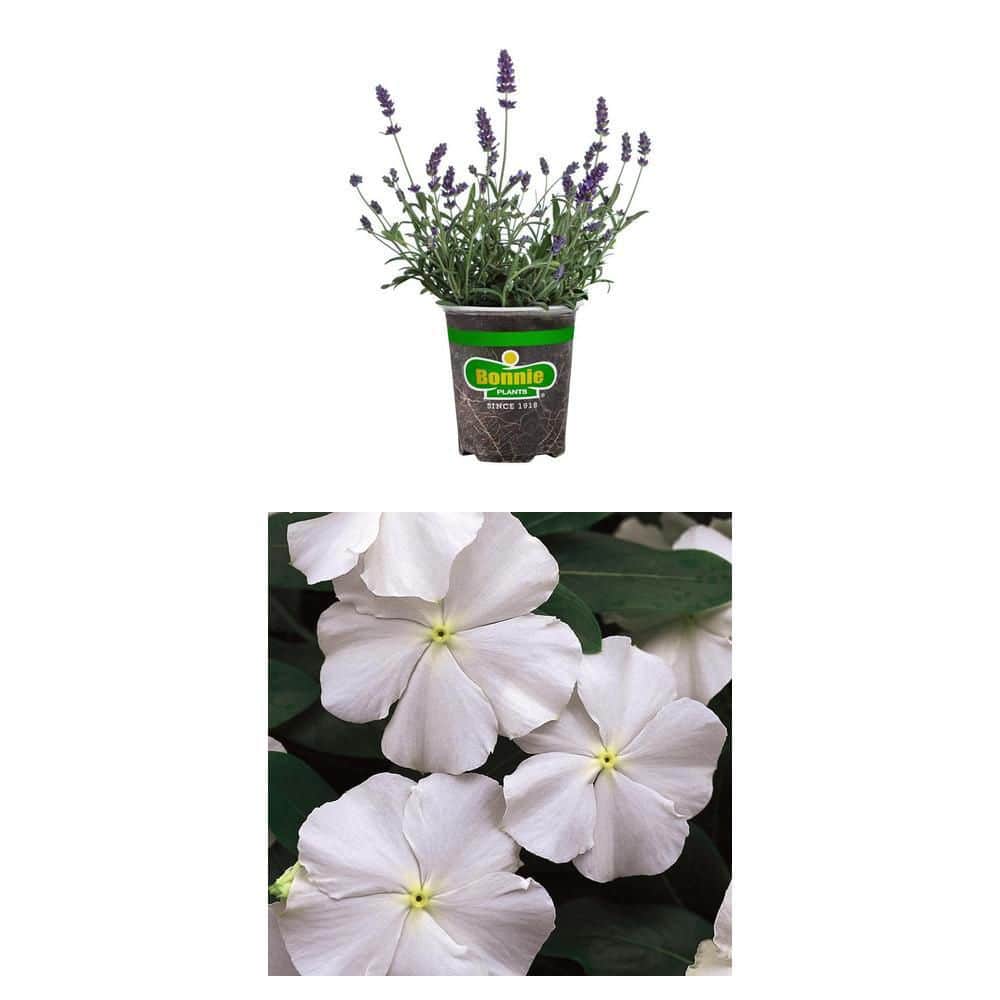 buy philodendron plant a houseplant free shipping Heart Leaf Philodendron 4in main image 0