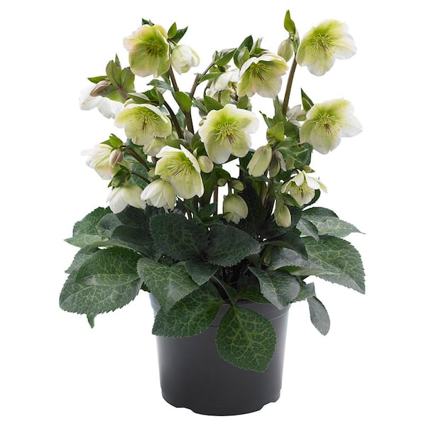 FROSTKISS 2.5 qt. Molly's White Hellebore Perennial Plant with White Flowers (1-Pack)