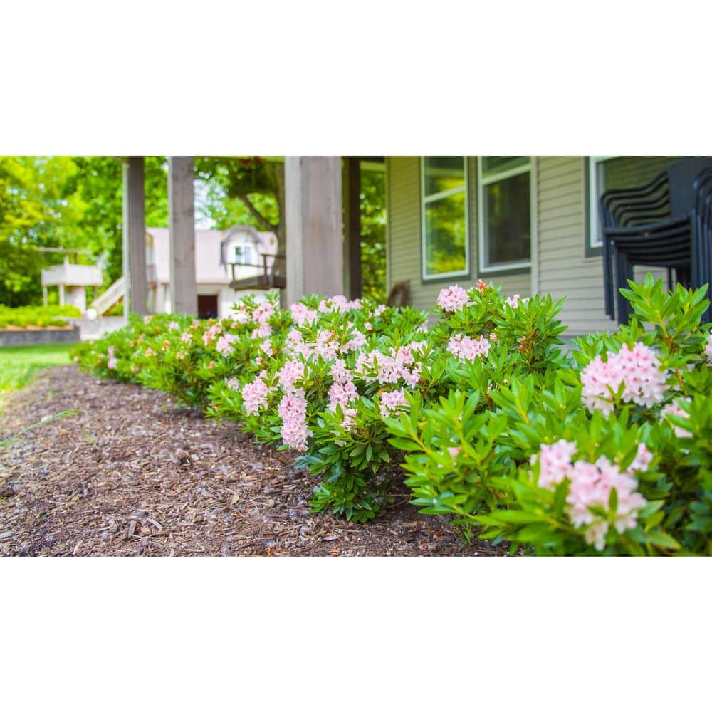 BLOOMIN' EASY 2 Gal. Bloombux Blush Rhododendron Live Shrub, Blush
