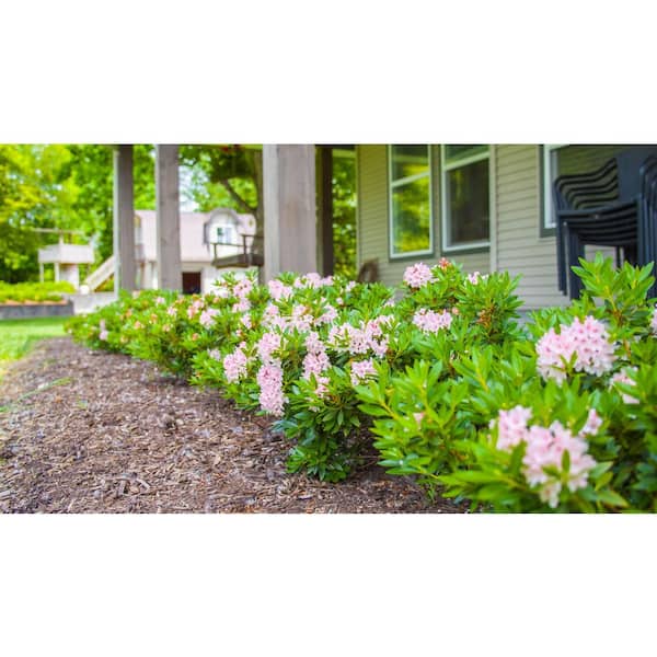 2 Gal. Bloombux Blush Rhododendron Live Shrub, Blush Pink Flowers
