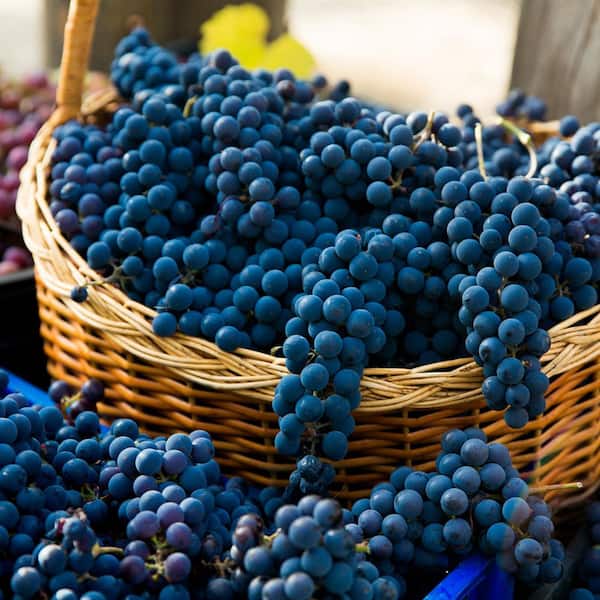 VAN ZYVERDEN Premium Grafted Bareroot Grape Vine Pinot Noir Plant