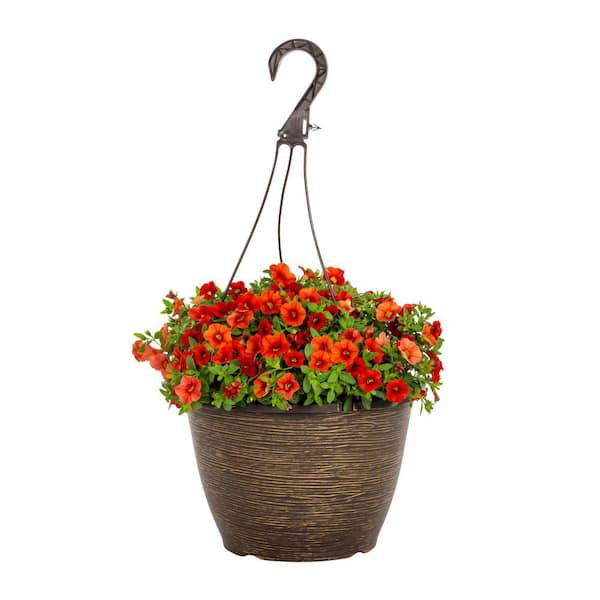 Vigoro 1.75 Gal. Calibrachoa Million Bells Cabaret Orange in Decorative Hanging Basket Annual Plant (1-Pack)