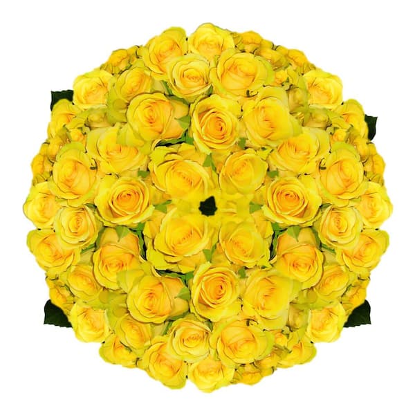 Globalrose 250 Stems of Soft Yellow Idole Roses- Fresh Flower Delivery