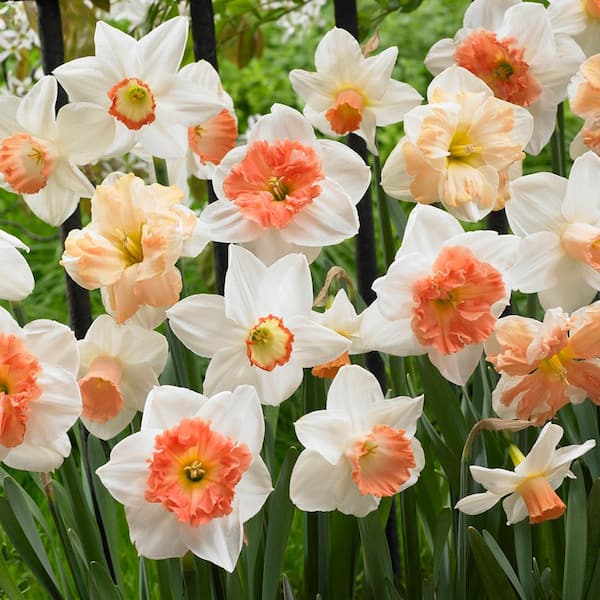 VAN ZYVERDEN Daffodils Bulbs Pink Mixture (Set of 25)