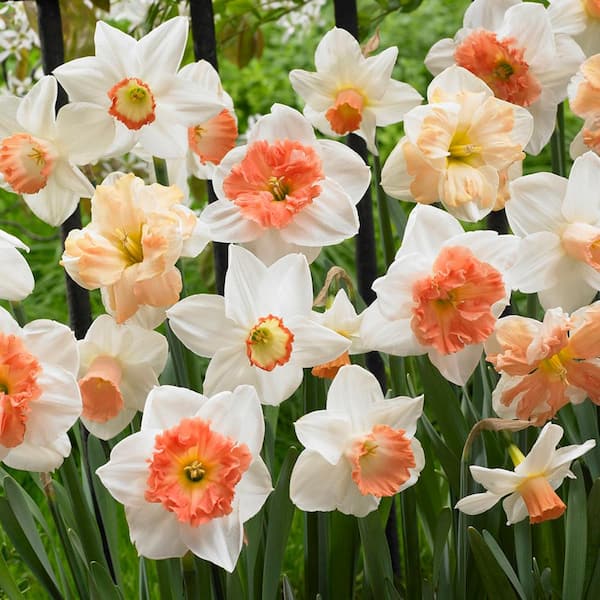 VAN ZYVERDEN Daffodils Bulbs Pink Mixture (Set of 50)