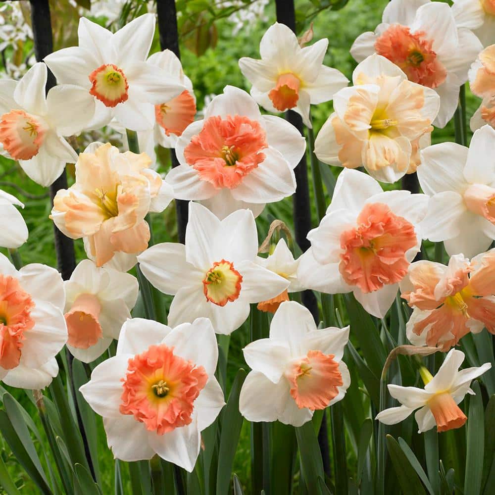 VAN ZYVERDEN Daffodils Bulbs Pink Mixture (Set of 100) 21468 - The Home  Depot