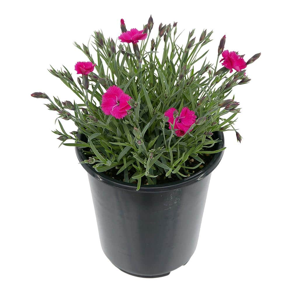 1.0 qt. Dianthus Bright Lights Perennial Plant with Hot Pink Flowers-(1-Pac