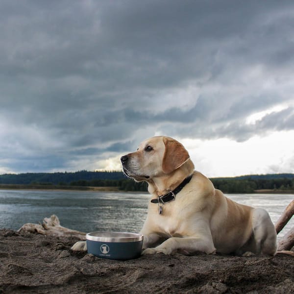 Lucky Dog Indulge Series 40 Blue Metal Dog Bowl, Non