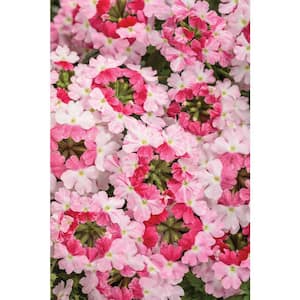 4.25 in. Eco+Grande Superbena Sparkling Rose (Verbena) Live Plants, Pink and Red Flowers (4-Pack)
