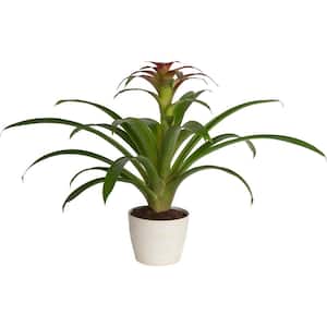 Grower's Choice Bromeliad Indoor Plant in 6 in. Decor Pot, Average Shipping Height 1-2 ft. Tall