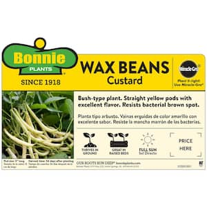 19 oz. Maxibel Bean Plant