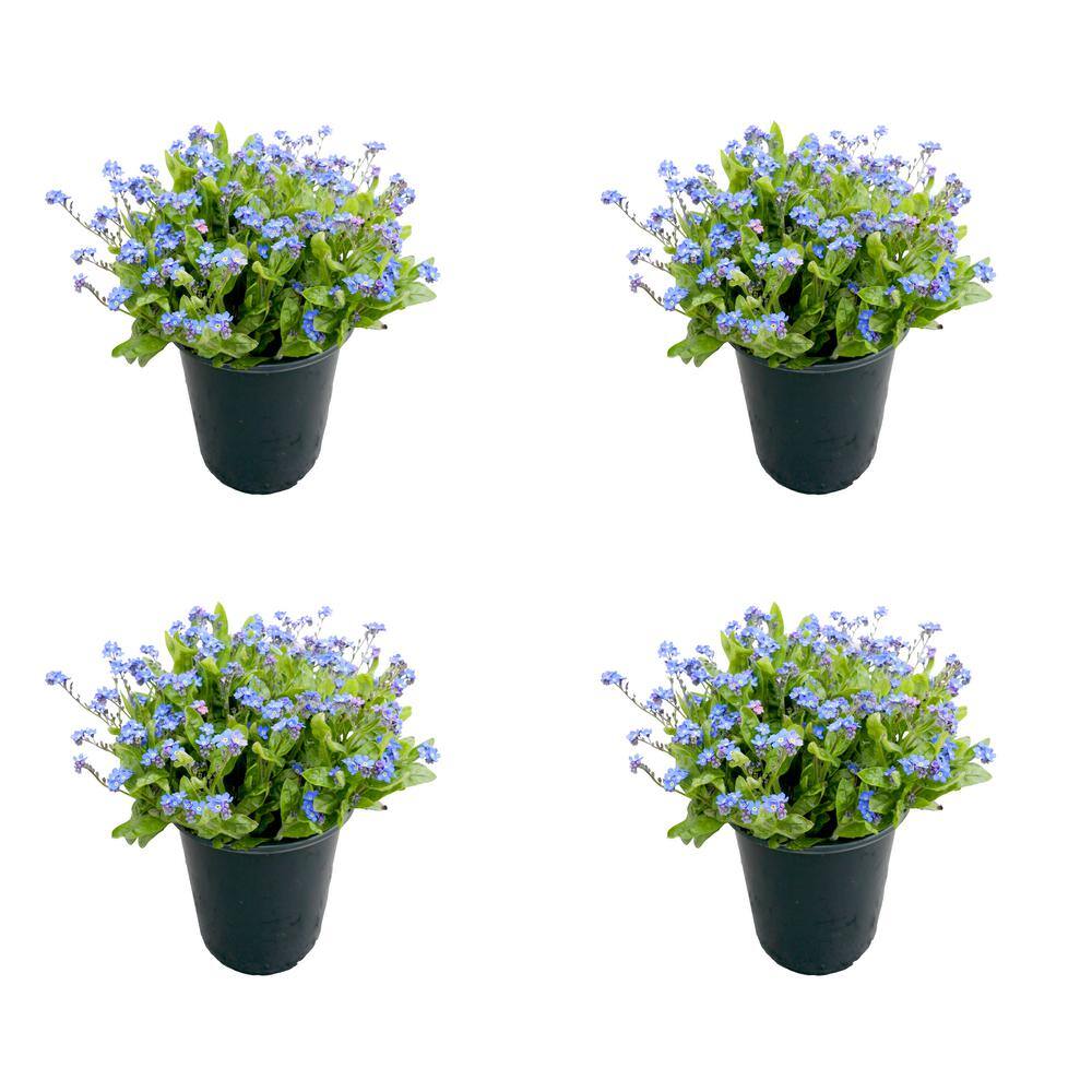 Perennial Myosotis s. Bluesylva 2.5 QT - 4 Pack 2010 - The Home Depot