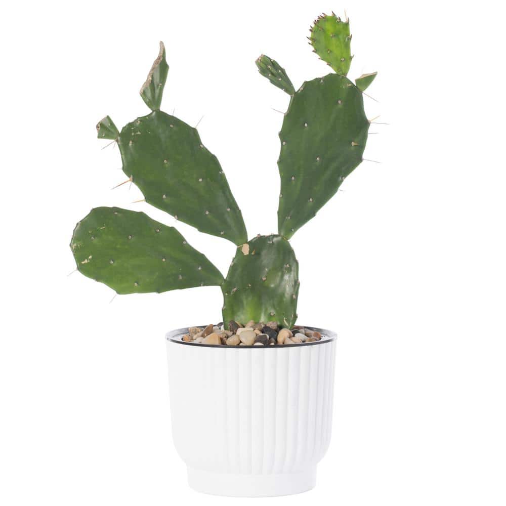 White Ribbed Plastic Self-Watering Indoor/Outdoor Flower Pot Set