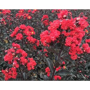3 Gal. Ebony Flame Crape Myrtle (Lagerstroemia) Live Flowering Shrub with Black Foliage and Ruby-Red Flowers (1-Pack)