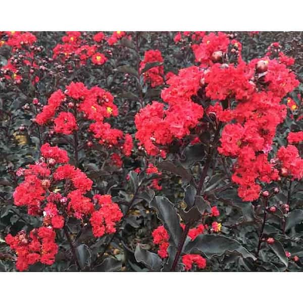 BELL NURSERY 3 Gal. Ebony Flame Crape Myrtle (Lagerstroemia) Live Flowering Shrub with Black Foliage and Ruby-Red Flowers (1-Pack)