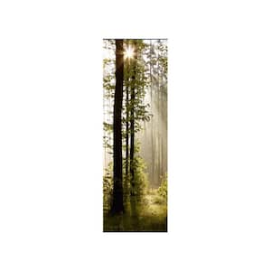 Falkirk Airdrie Landscapes Forest Sunshine Modern Wall Mural