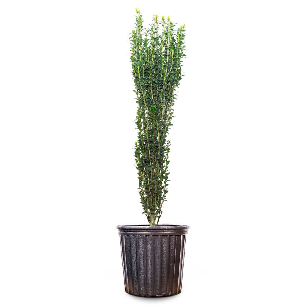 Sky Pencil Holly Shrub in 3 Gal. Grower's Pot price history on PriceWatchPro