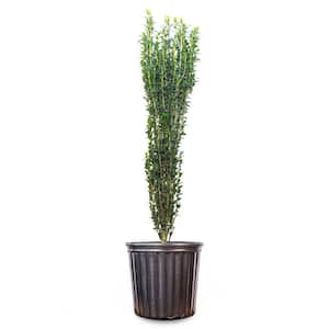 Sky Pencil Holly Shrub in 3 Gal. Grower's Pot