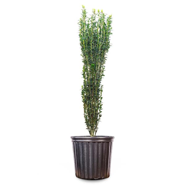 Sky Pencil Holly Shrub in 3 Gal. Grower's Pot