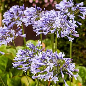Blue Flowering Lily-of-the-Nile Agapanthus Bulbs (2-Pack)