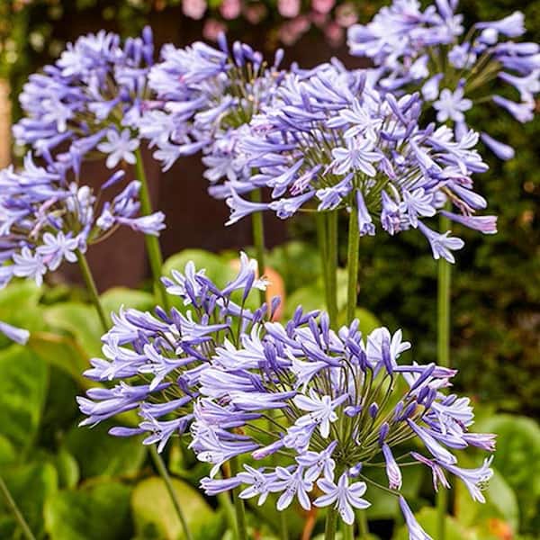 Breck's Blue Flowering Lily-of-the-Nile Agapanthus Bulbs (2-Pack)