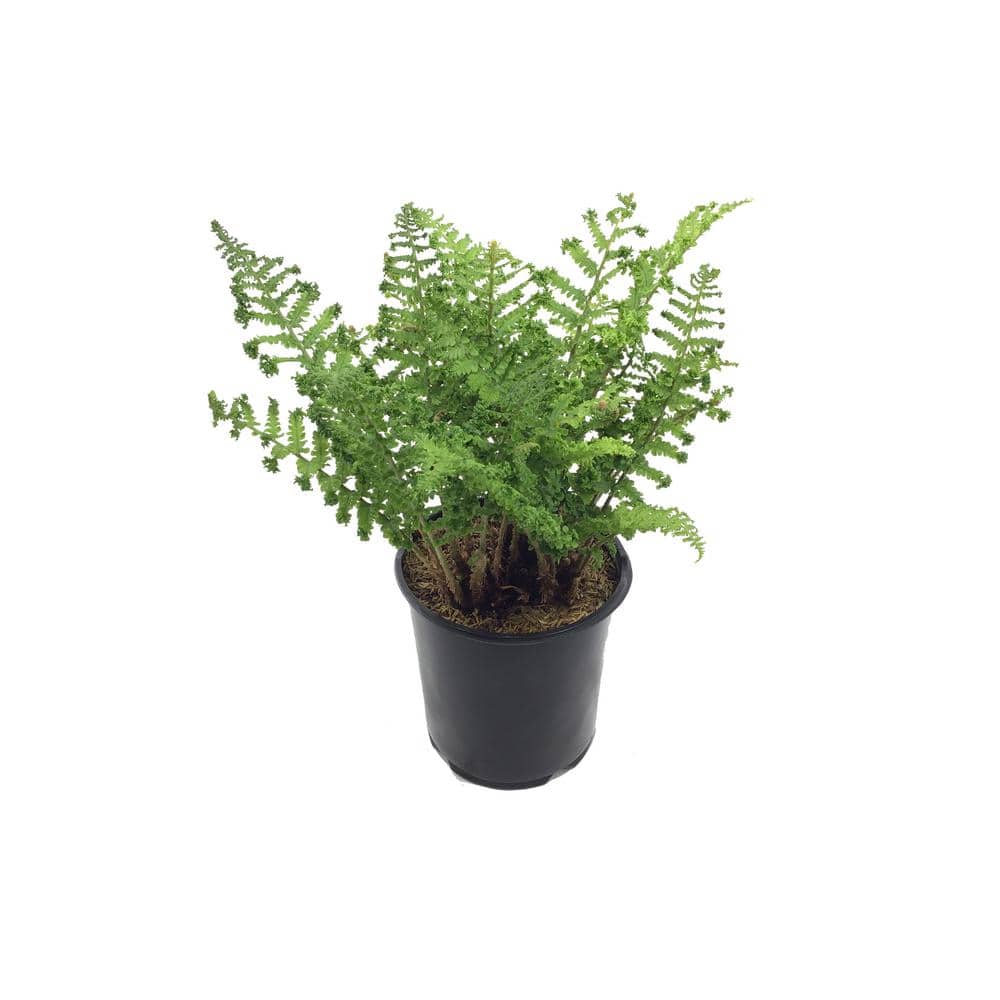 Parsley Fern (Live Plant)