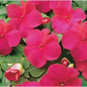 4 in. Pink Impatien Annual Live Plant, Pink Flowers (Pack of 6)
