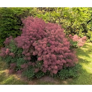 1 Gal. Royal Purple Smokebush Shrub Colorful Plumes Rising Out of Foliage Provide a Rare and Dramatic Smokey Effect
