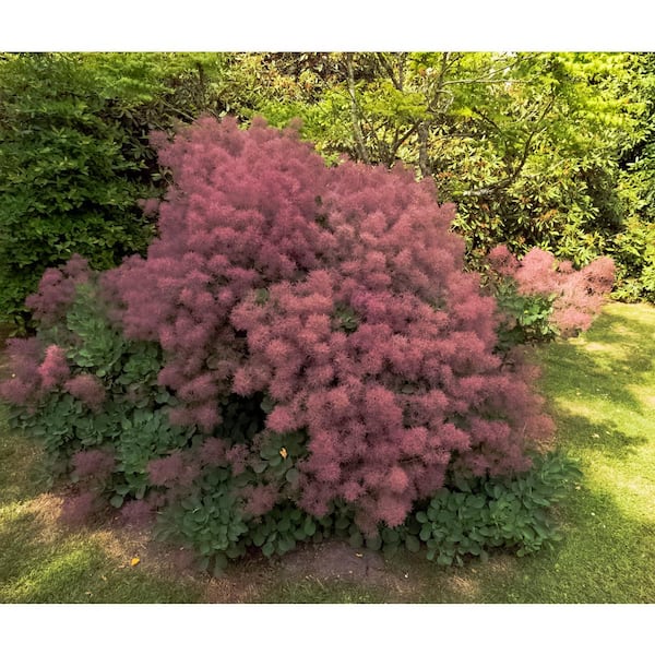 1 Gal. Royal Purple Smokebush Shrub Colorful Plumes Rising Out of Foliage Provide a Rare and Dramatic Smokey Effect