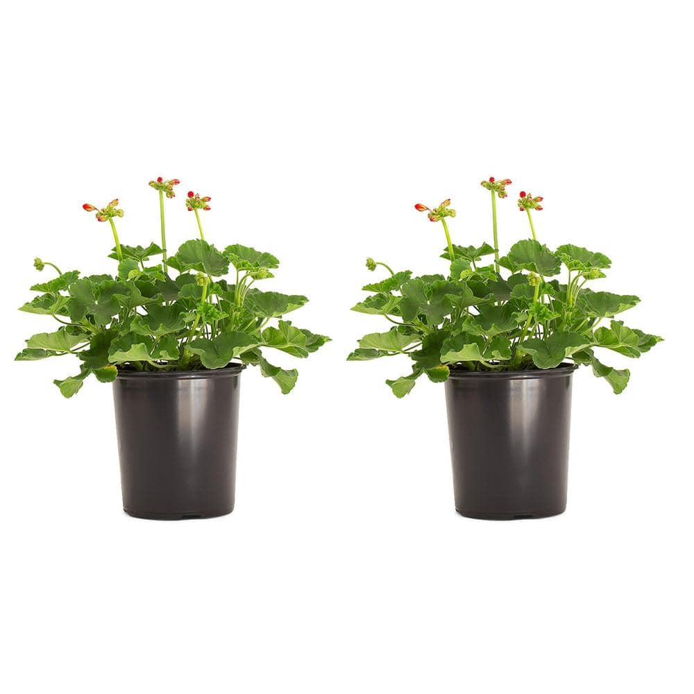 Vigoro 2.5 Qt. Geranium Red Flowers in 6.3 In. Grower's Pot (2-Packs ...