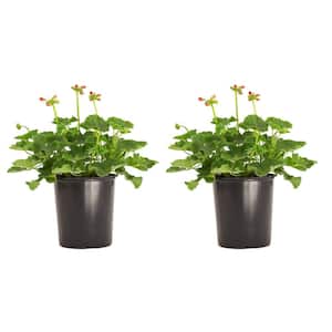 2.5 Qt. Geranium Red Flowers in 6.3 In. Grower's Pot (2-Packs)