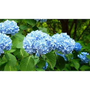 1.9 Gal. Hydrangea Blue Flowers in 9.25 in. Plastic Designer Pot