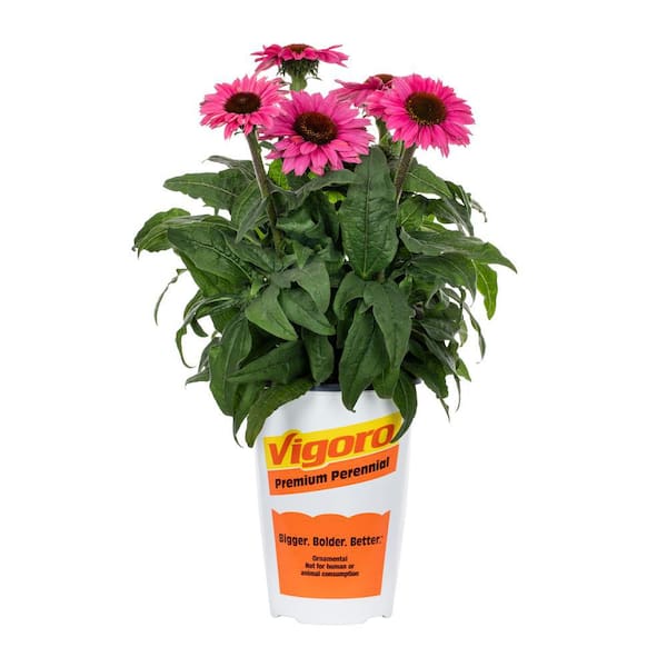 2 QT Echinacea Coneflower 'SunSeekers Magenta' Red Perennial Plant