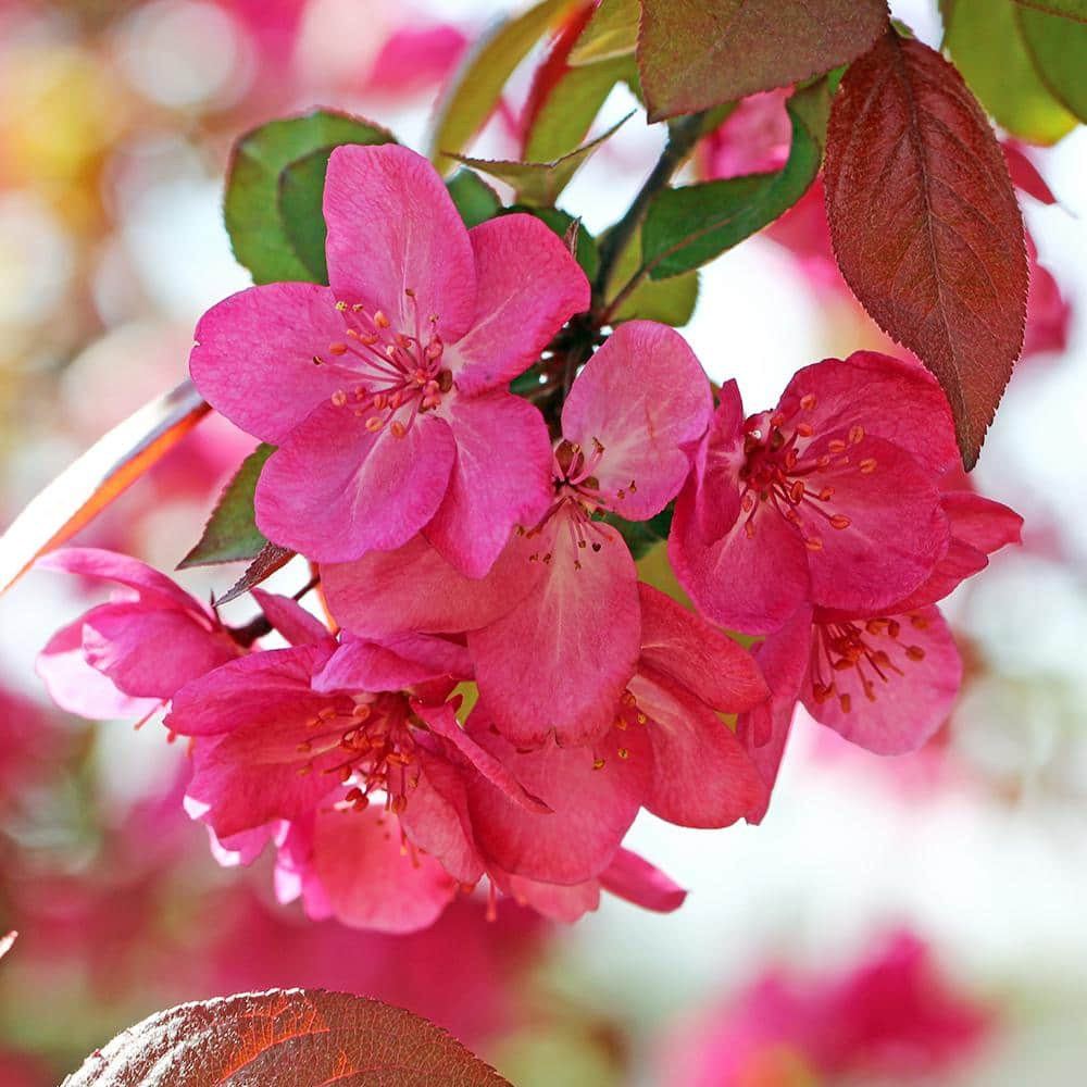 Centurion Crabapple Pink Flowering Ornamental Tree CRACEN05G - The Home ...