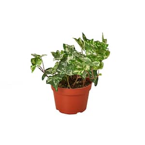 English Ivy Kolibre (Hedera helix) Plant in 4 in. Grower Pot