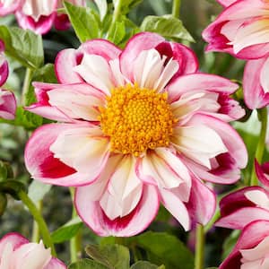 Bumble Rumble Anemone Dahlia Flower Bulbs, Bare Roots (Bag of 4)